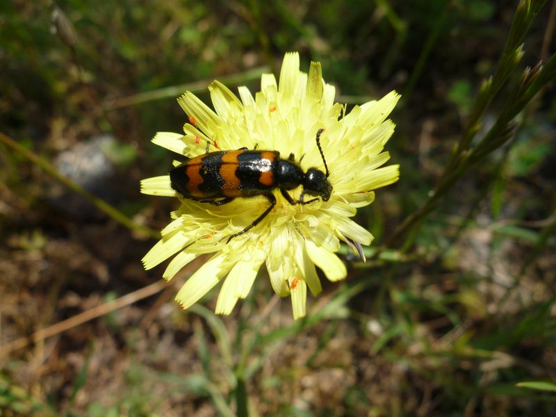 Mylabris polymorpha o  no?